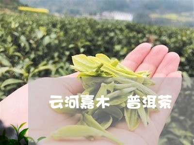 云河嘉木 普洱茶/2023041074058